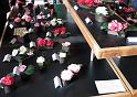2014-03-08,_Kamelie (11)
